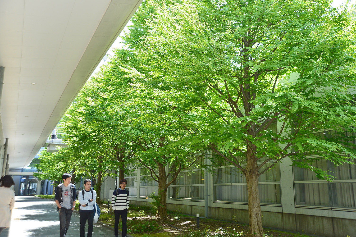 新緑の並木を歩く学生の写真