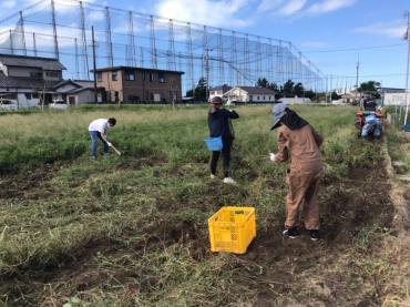 地元農家での落花生の収穫風景の写真