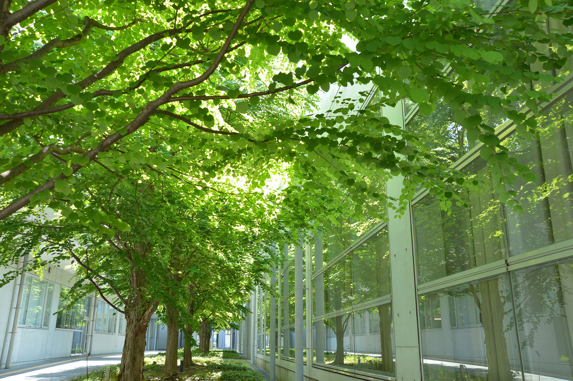 学内の並木道の写真