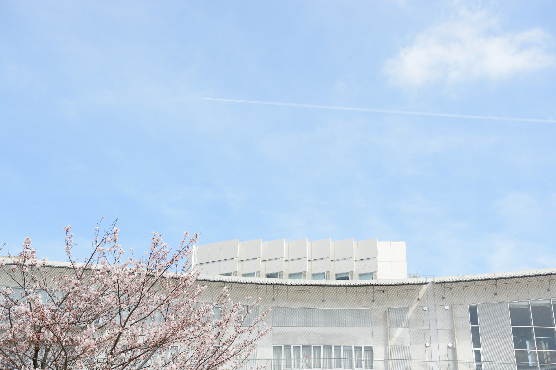 桜と北棟と青空の写真