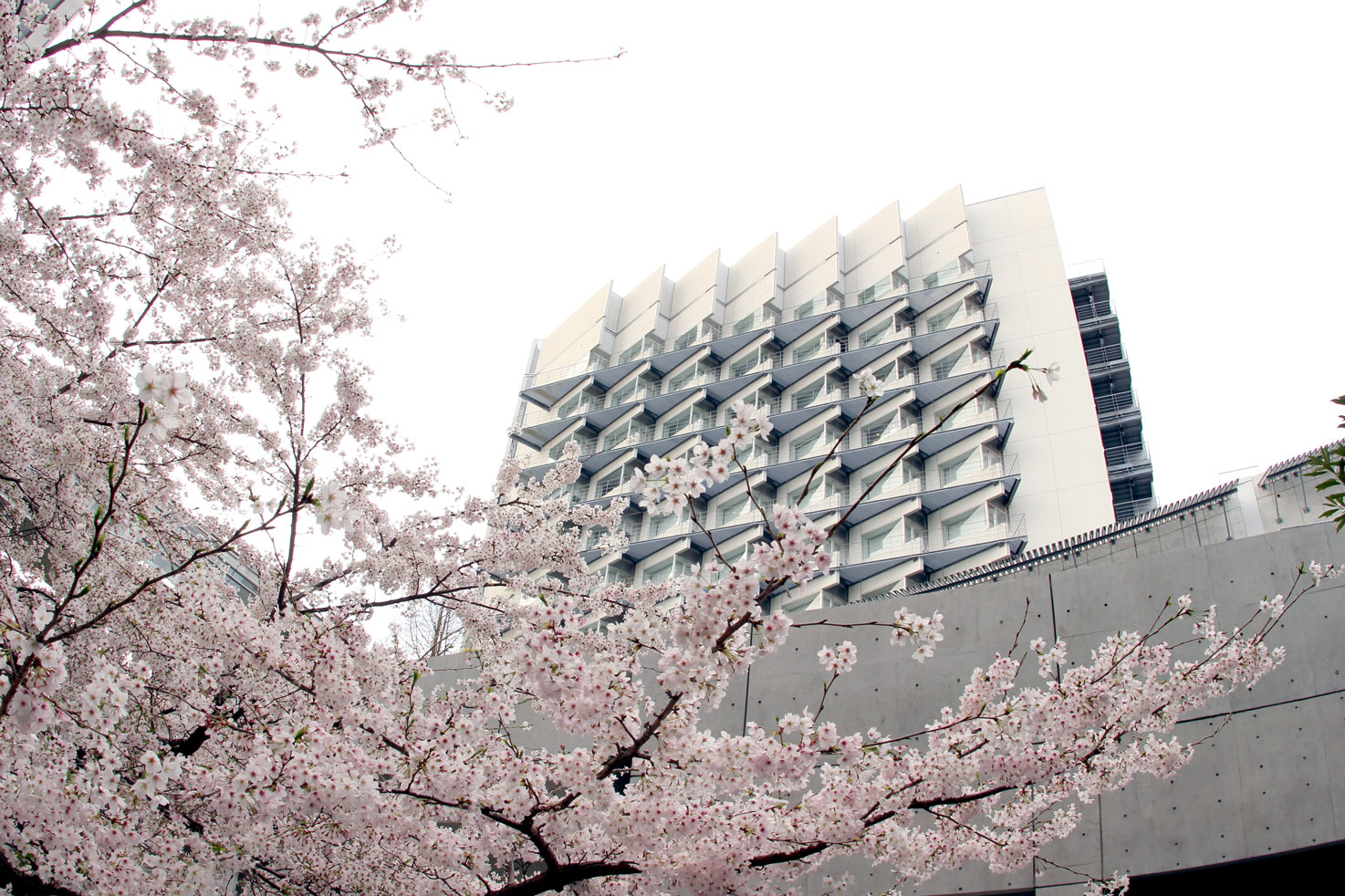 桜と北棟の写真