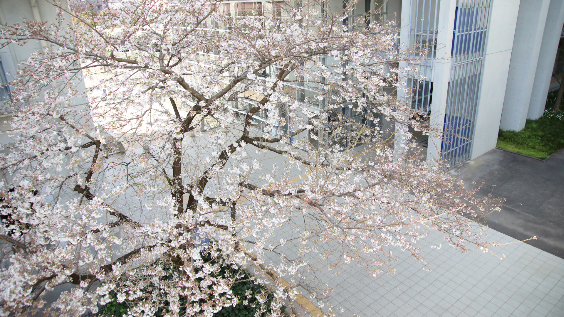 南エントランスの桜の画像