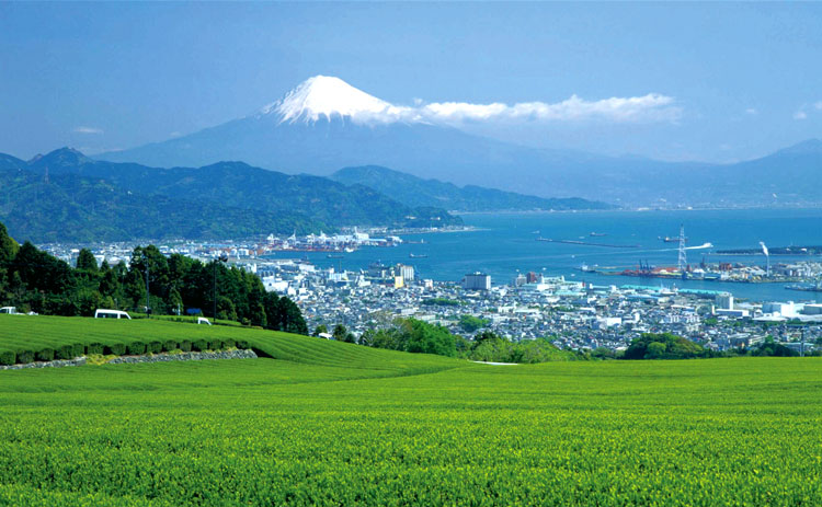 富士山と茶畑の写真