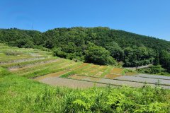 久留女木の棚田全景