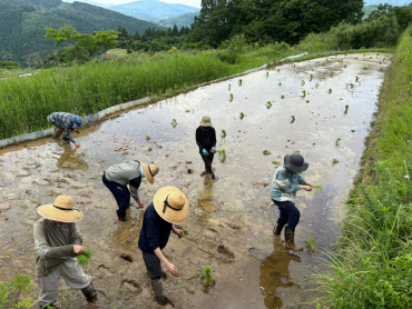 田植え作業の様子
