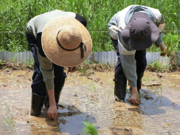 田植え作業の様子