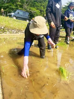 田植え作業の様子