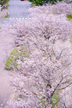 桜並木の様子の画像