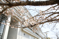 桜の様子の画像