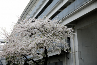 南中央エントランスの満開の桜の画像