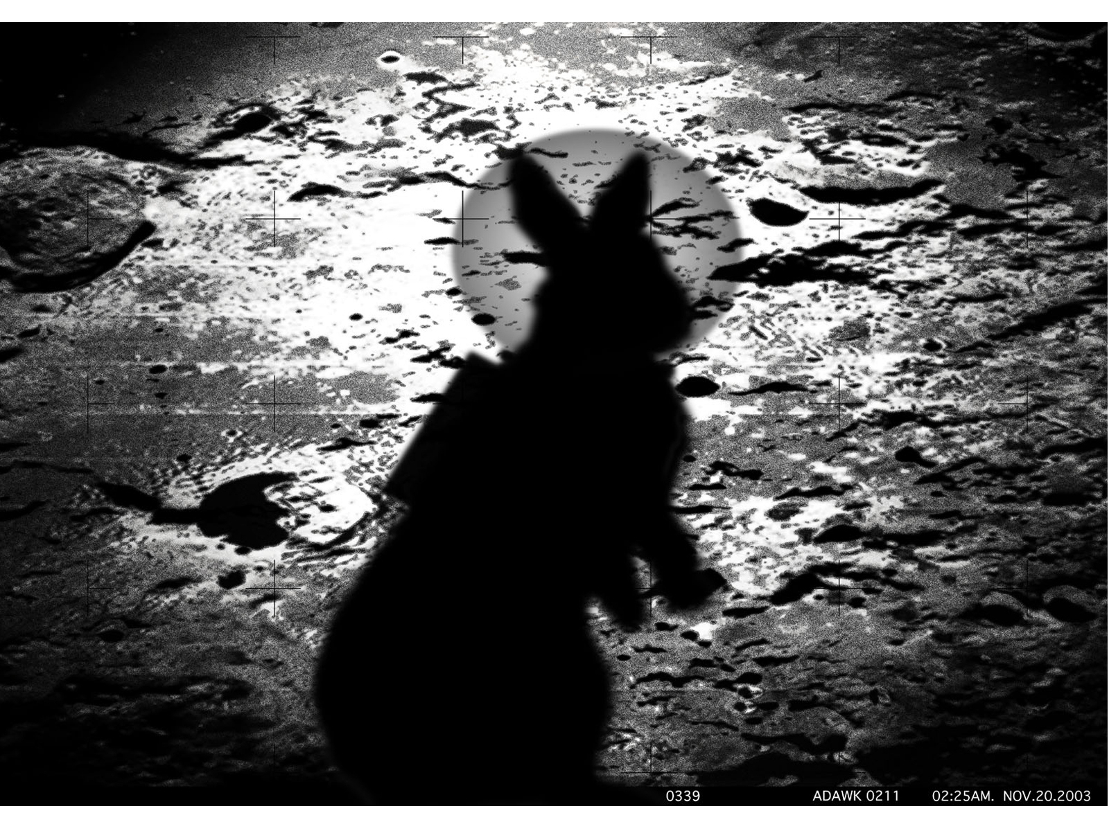 rabbit on the moon