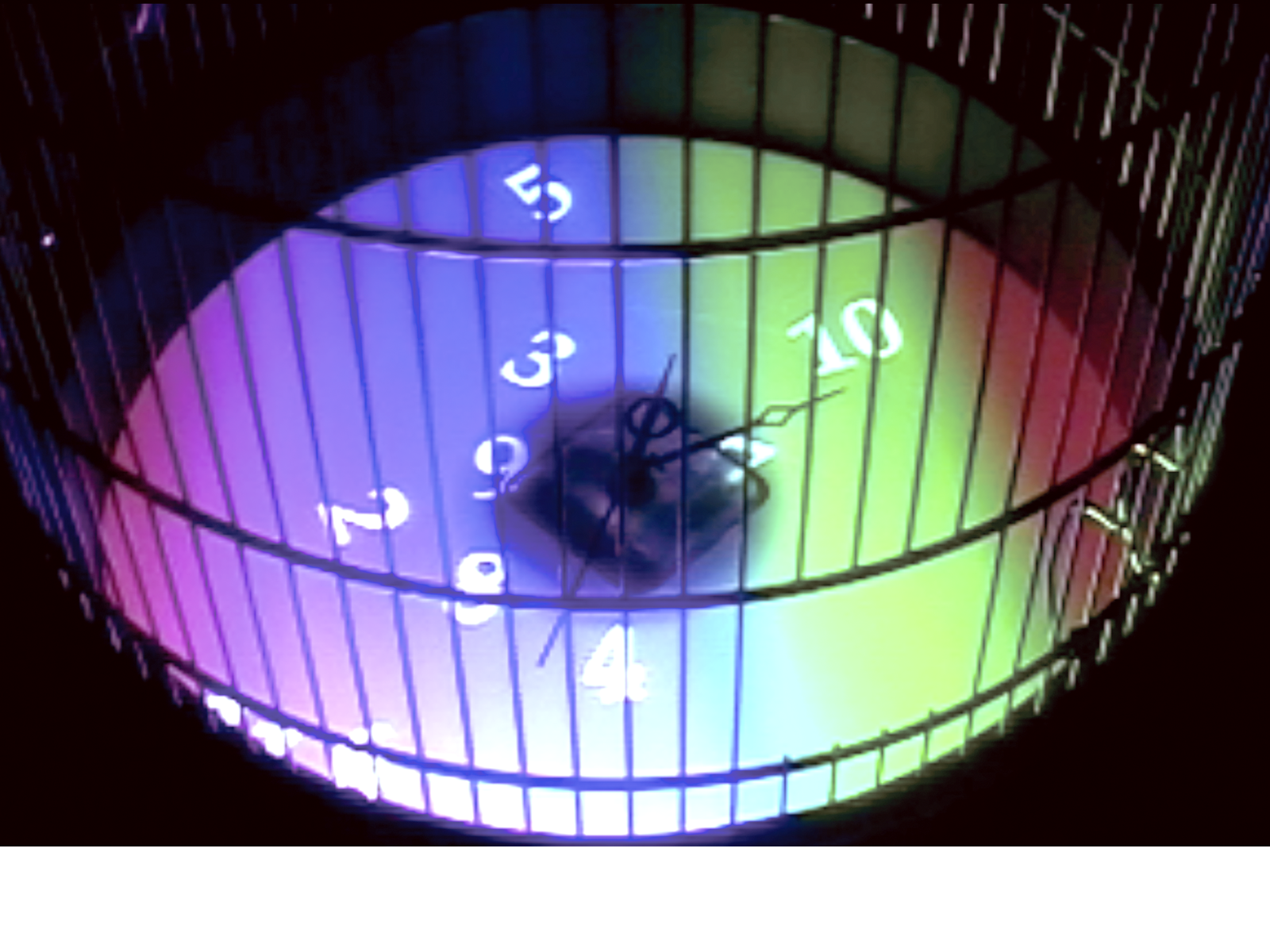 freeway clock